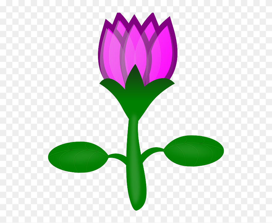 Water Lily, Lotus, Flower, Pink, Plant, Water - No Background Cartoon Flower Clipart