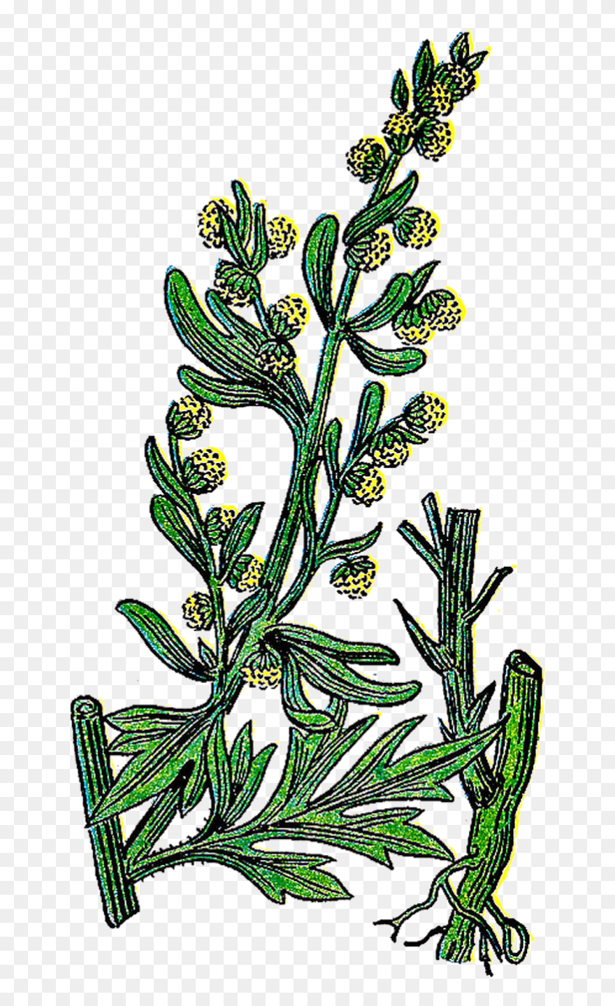Clip Art Library - Wormwood Png Transparent Png