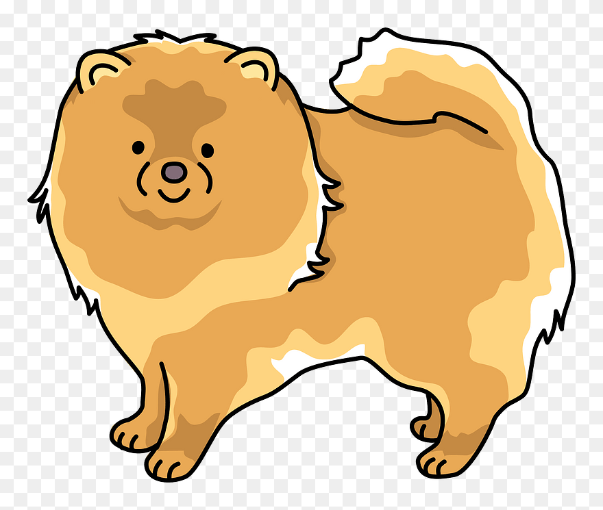 Pomeranian Dog Clipart - Pomeranian - Png Download