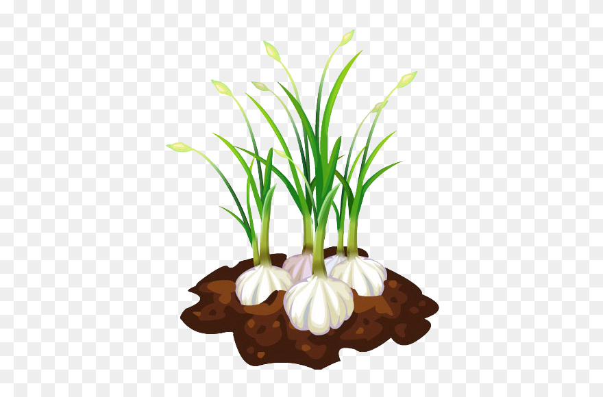 Garlic Bread Free Download Png Hd Clipart - Garlic Plant Clipart Transparent Png