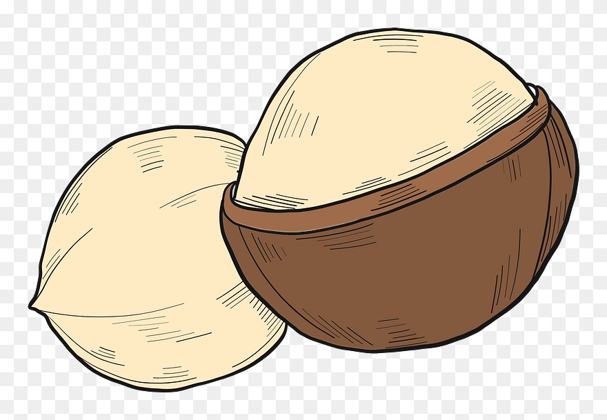 Macadamia Clipart - Squash - Png Download
