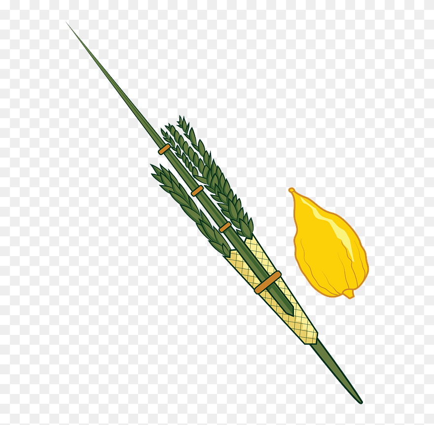 Lulav And Etrog Clipart - Javelin - Png Download