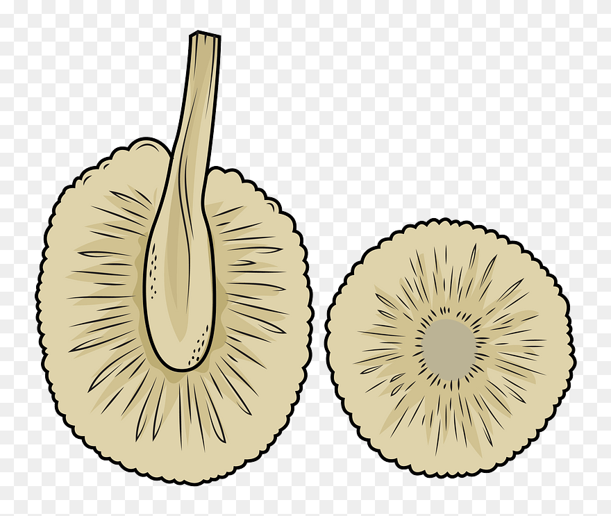 Sliced Breadfruit Clipart - Png Download