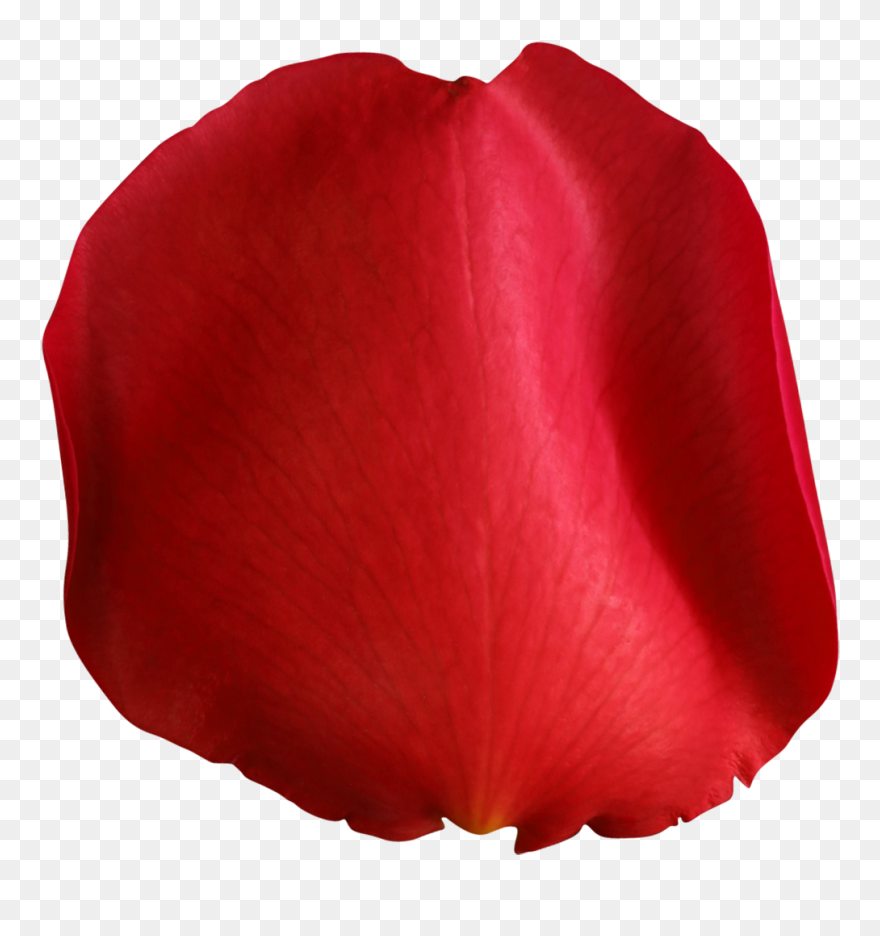 Clip Art Rose Petal - Transparent Red Rose Petals Png