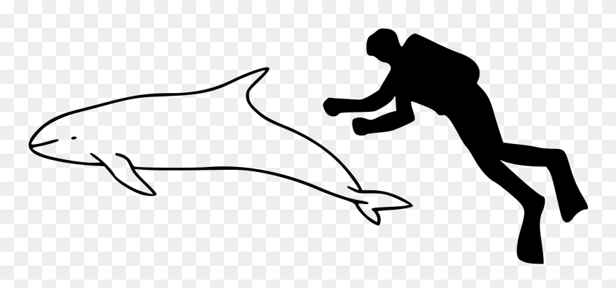 Ganges River Dolphin Outline Png Image With No - South Asian River Dolphin Outline Clipart