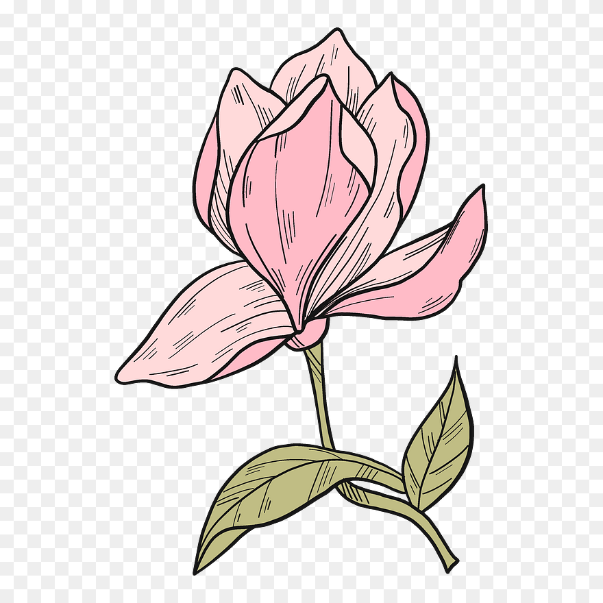 Magnolia Flower Clipart - Tulipa Humilis - Png Download