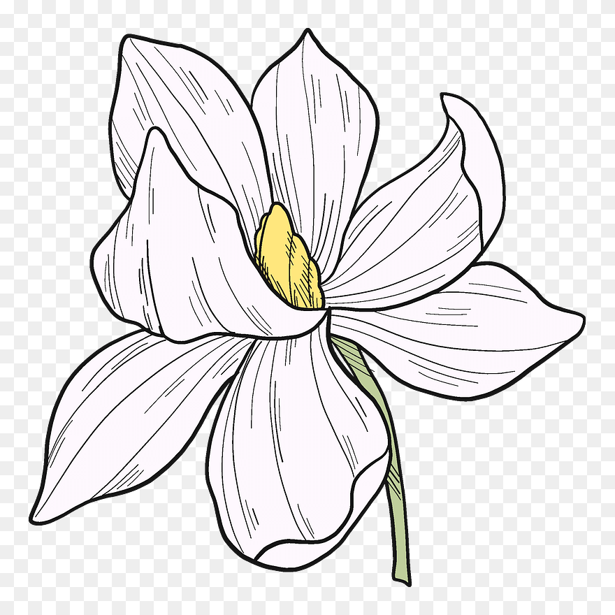 White Magnolia Flower Clipart - Lily - Png Download