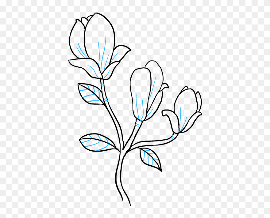 How To Draw Magnolia Flower - Magnolia Flower Drawing Easy Clipart