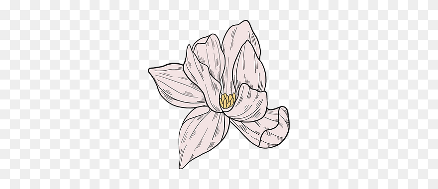 White Magnolia Flower Clipart - Lily - Png Download