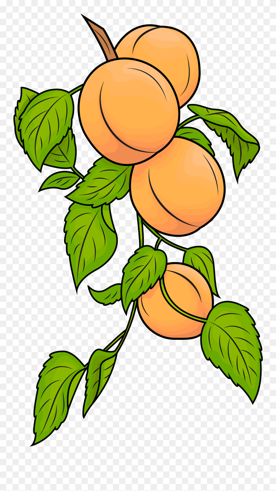 Clip Art - Png Download