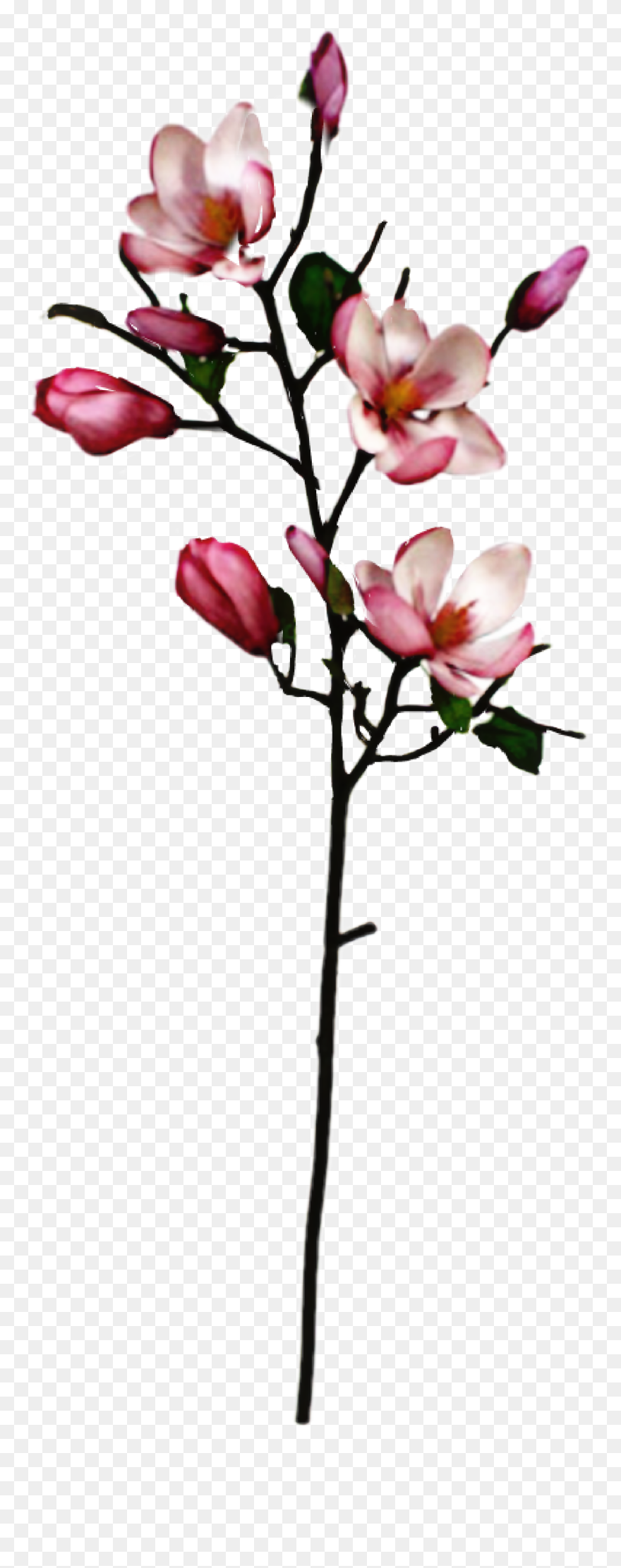 #magnolia - Magnolia Branch Clipart
