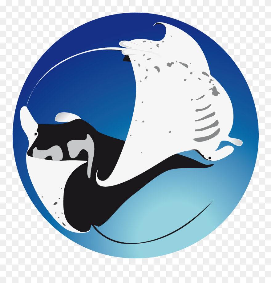 Transparent Manta Ray Clip Art - Project Manta - Png Download