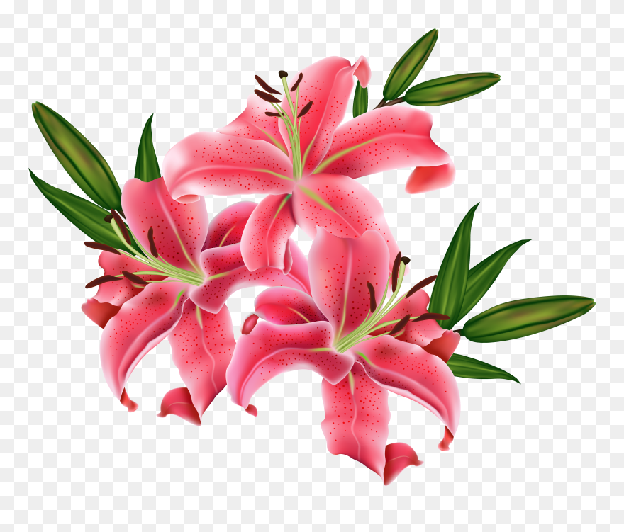 Stargazer Lily Transparent Background Clipart