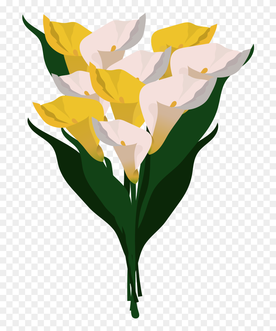 Calla Lilies Clipart - Png Download