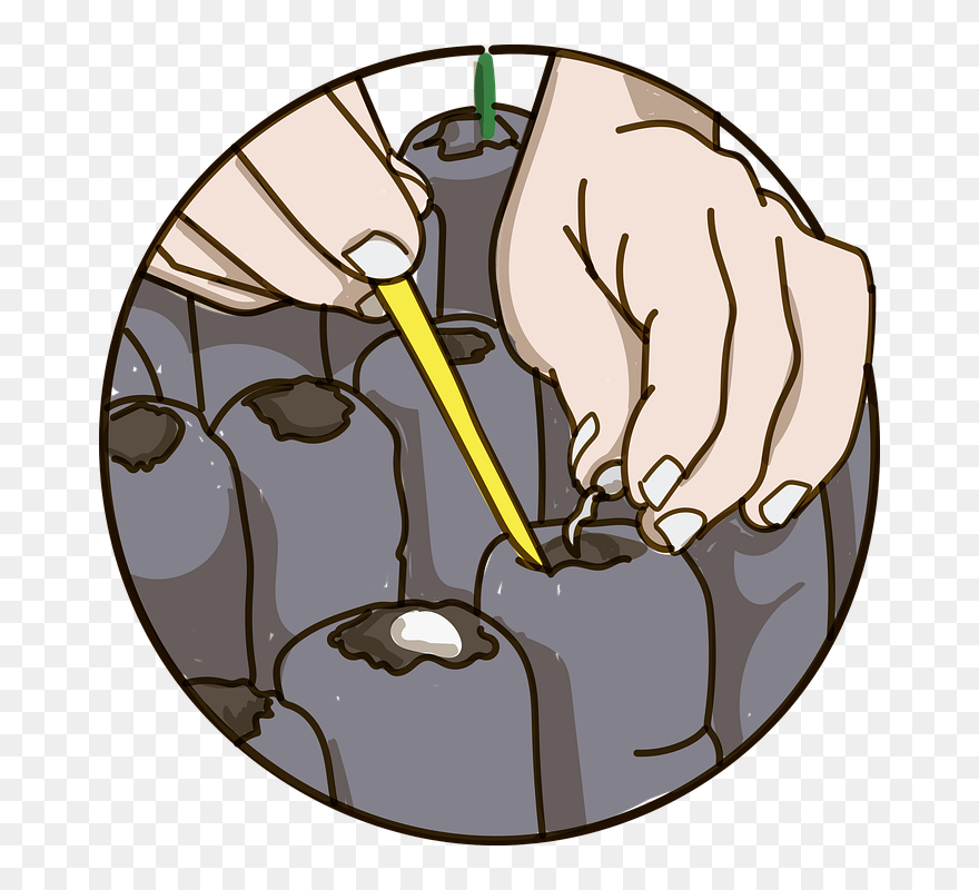 Dessin Graines Semis Png Clipart