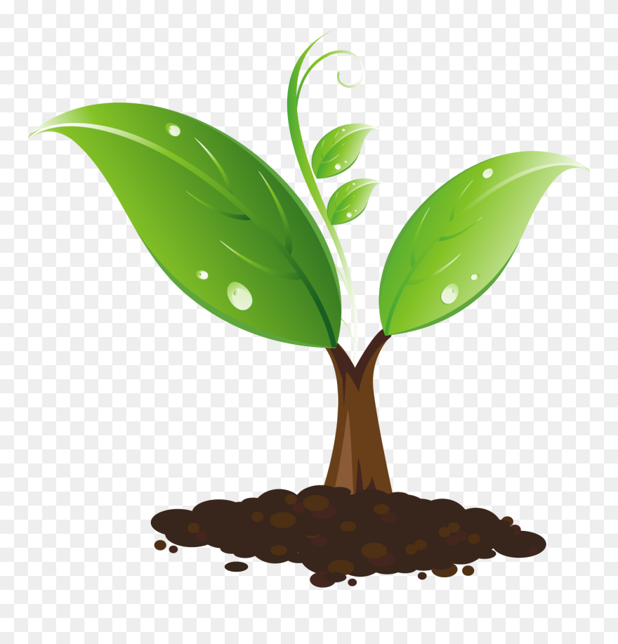 Sapling Clipart - Png Download