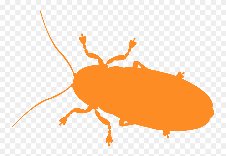 Weevil Clipart