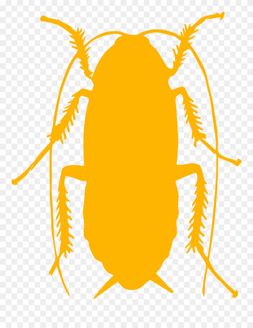 Cockroach - Cockroach Air Enters The Body Through Clipart