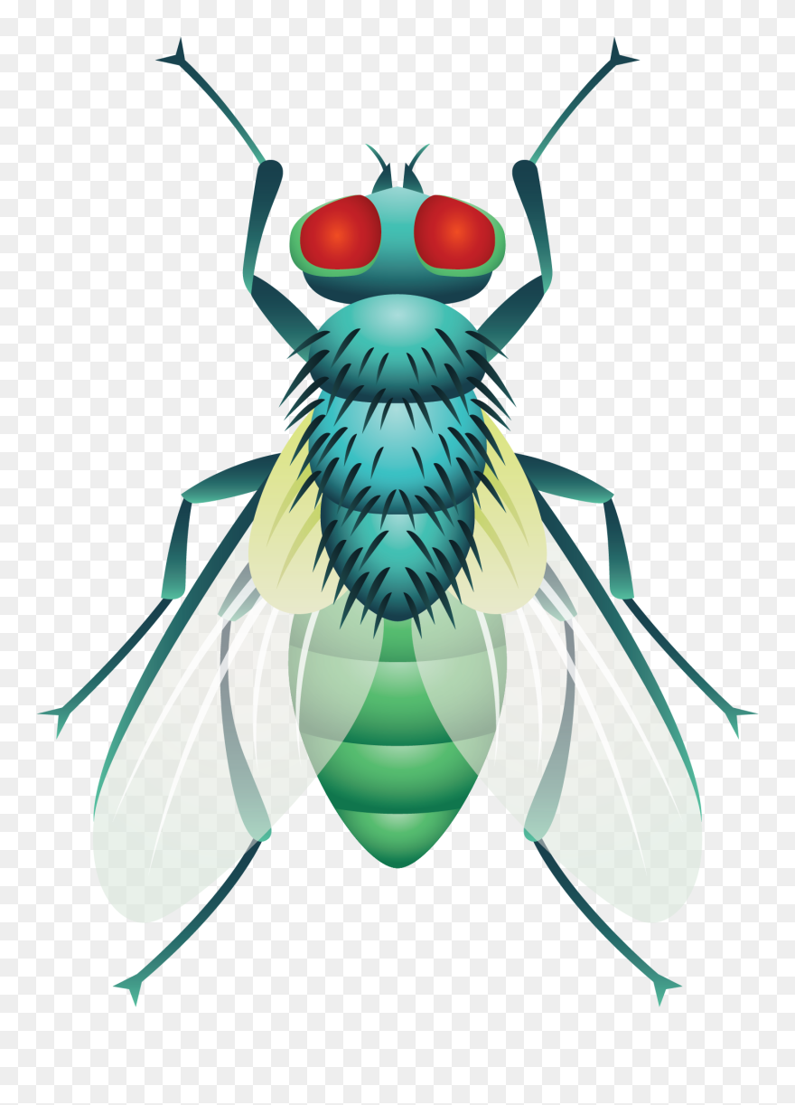 Beetle Cockroach Fly - Group Insect Clipart - Png Download