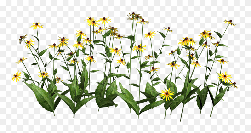 Transparent Background Wildflower Clipart - Png Download