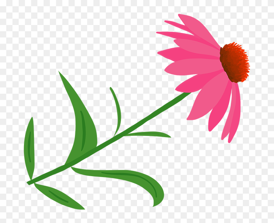 Marguerite Daisy Clipart (5642366) PinClipart