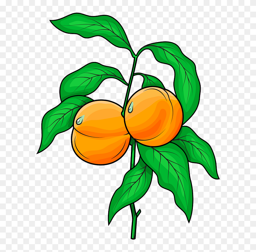 Peaches On The Branch Clipart - Png Download