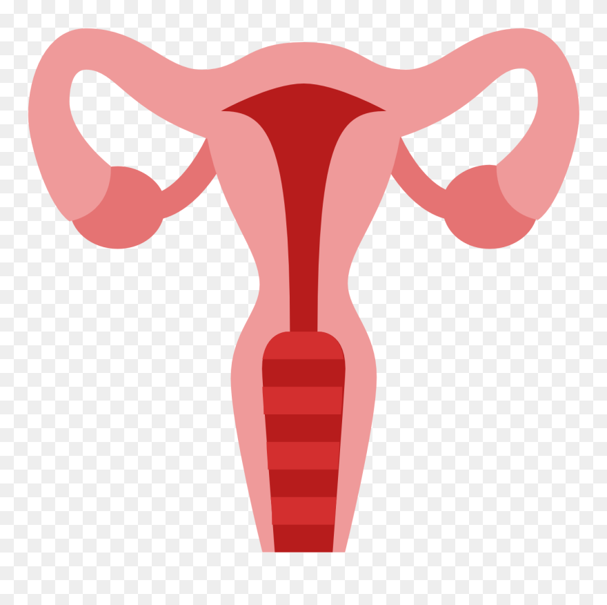 Clipart Baby Womb - Transparent Uterus Clipart - Png Download