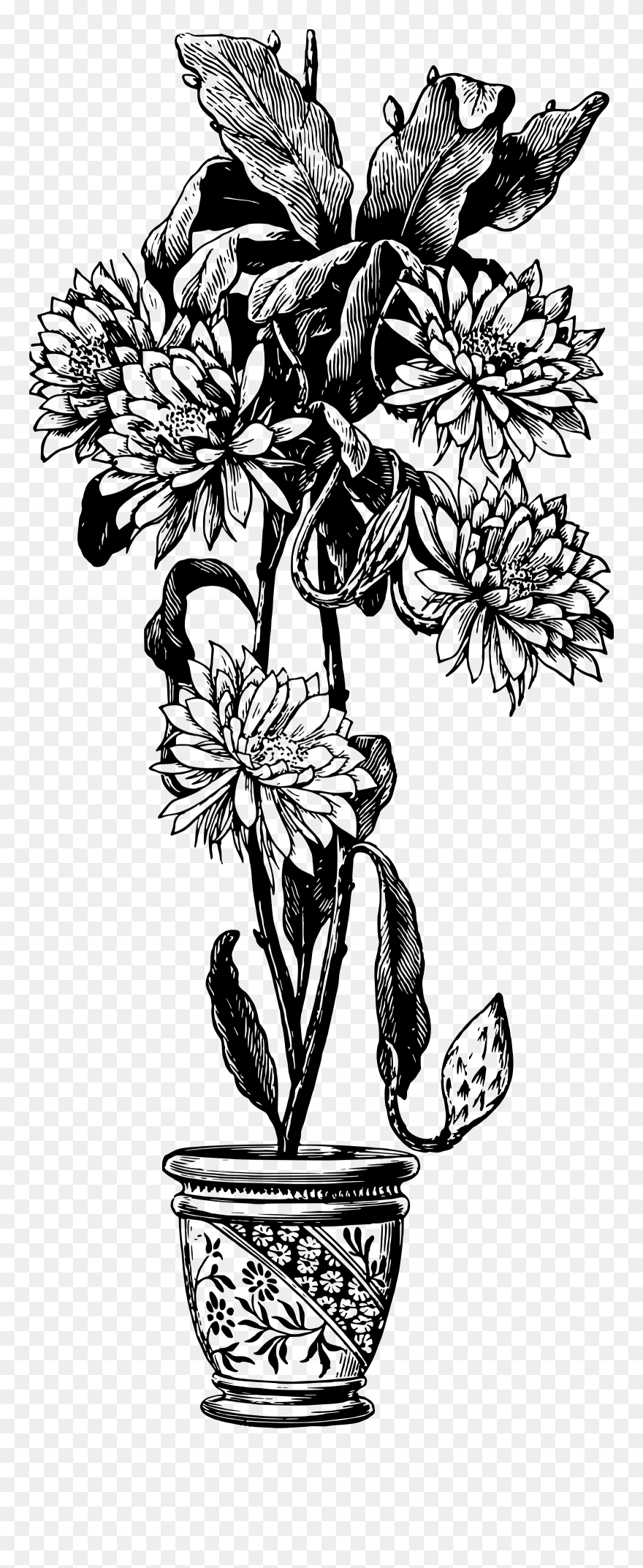 Transparent Orchid Clipart - Chrysanths - Png Download