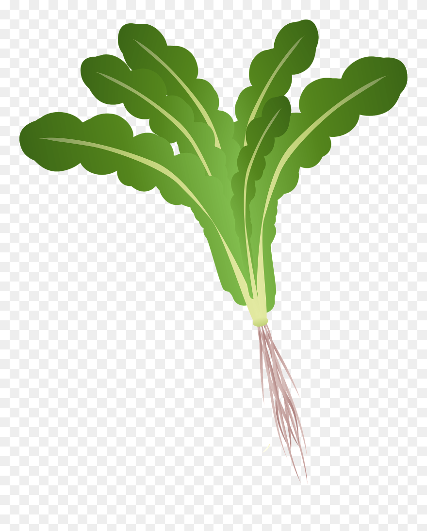 Beet Greens Clipart