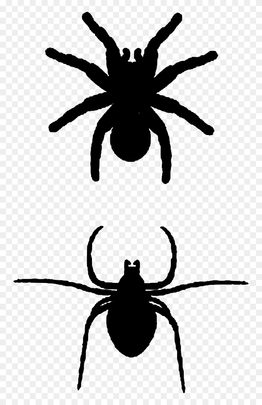 Spider Insects Silhouette Free Photo - Spider Svg Free Clipart