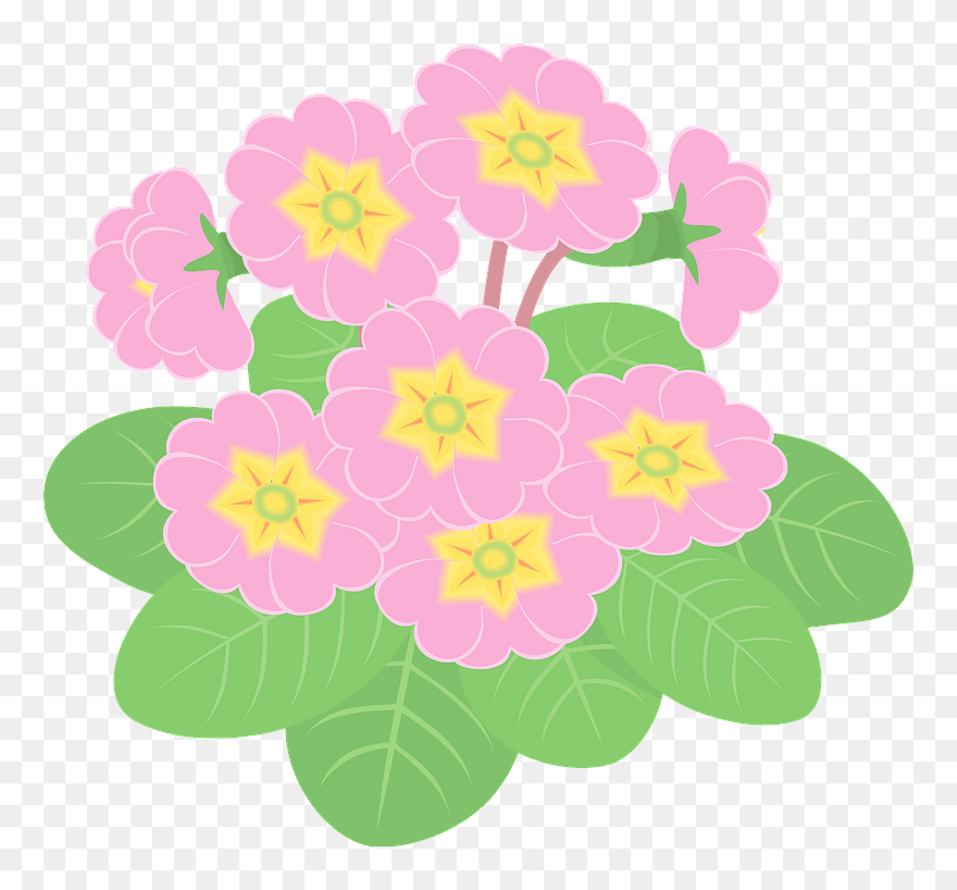Primula Flower Clipart - Prickly Rose - Png Download