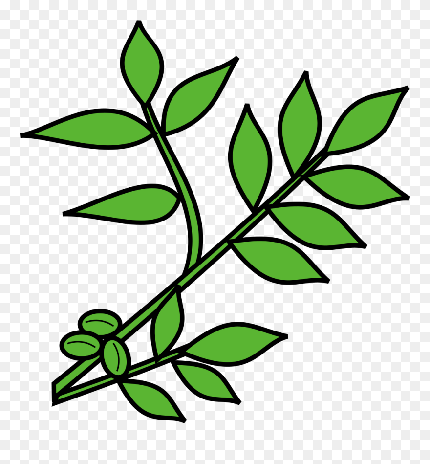 Brin D Olivier Png Clipart