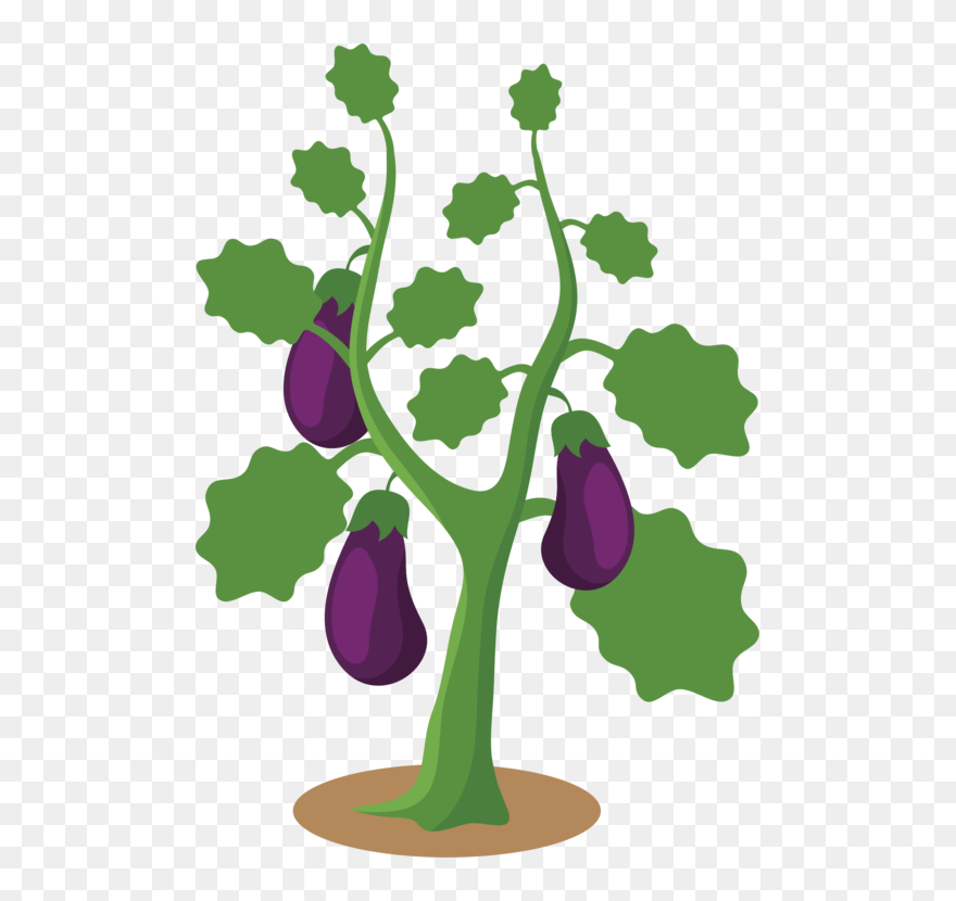 Botany,plant,flower - Eggplant Tree Clipart Transparent - Png Download