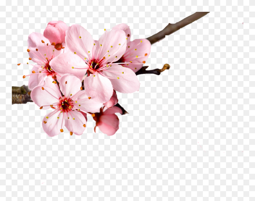 Cherry Blossom Flower Petal - Cherry Blossom Flower Transparent Background Clipart