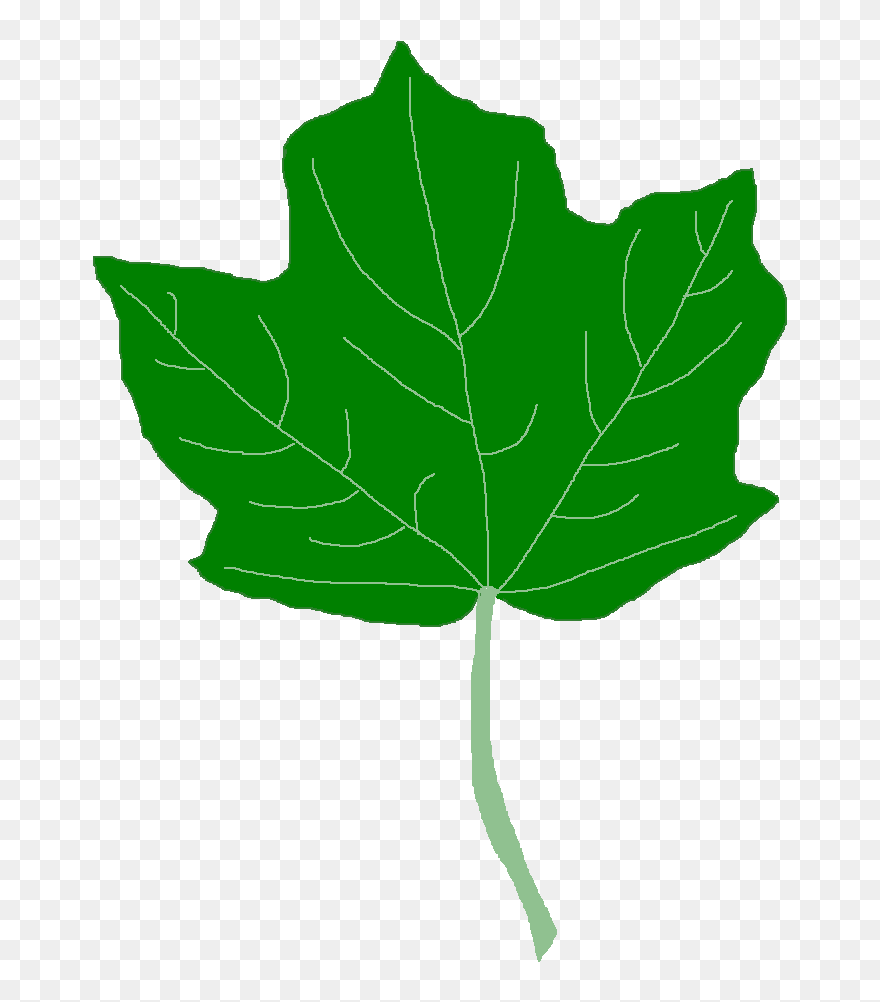 Acer Nigrum Free Content Clip Art - Acer Nigrum - Png Download