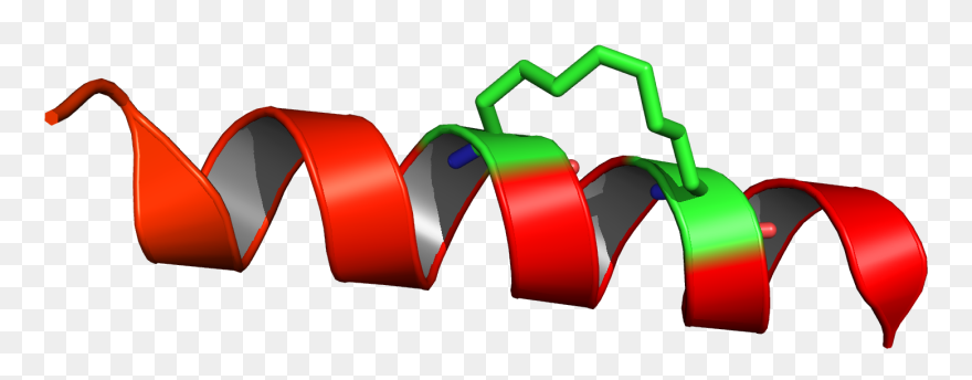 Transparent Staples Clipart - Stapled Peptide - Png Download