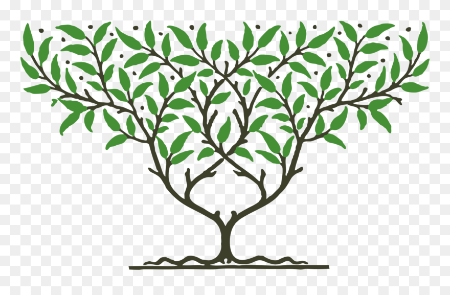 Botany,plant,flower - Fruit Tree Clipart