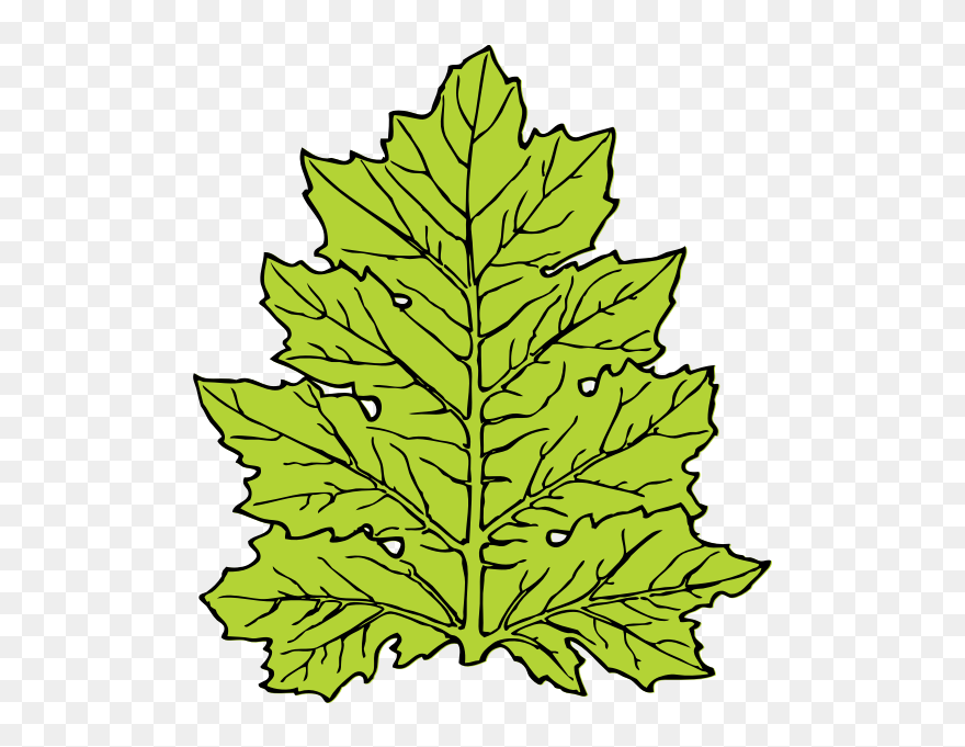 Free Vector Acanthus Leaf Clip Art - Leaf Clip Art - Png Download