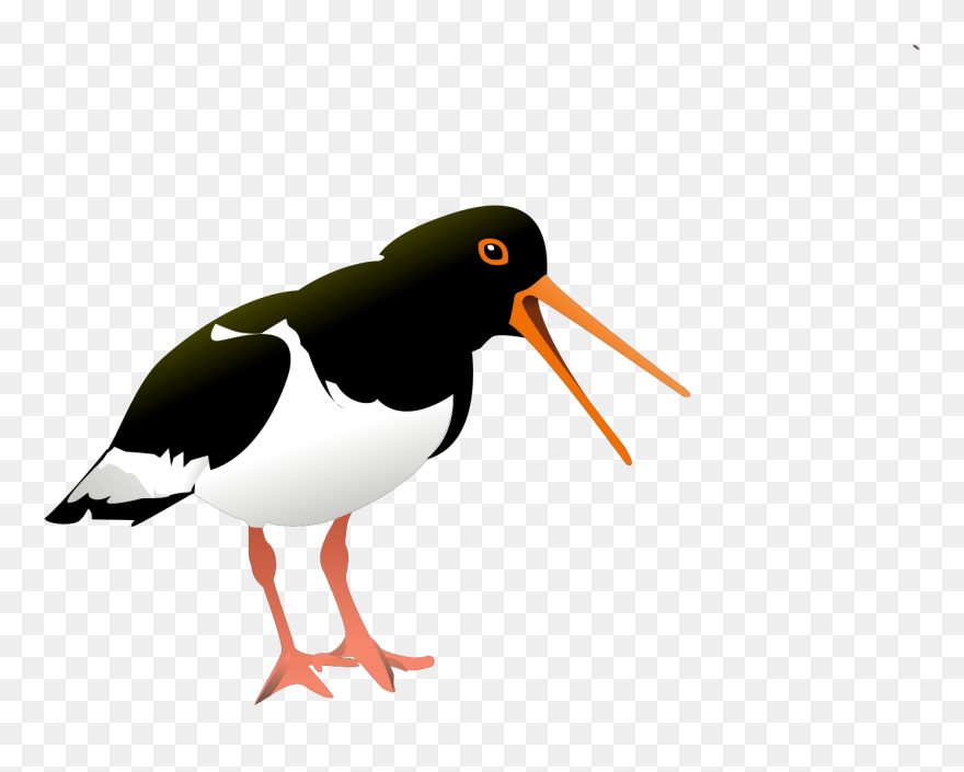 Oystercatcher Clipart - Png Download
