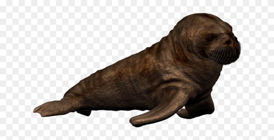 Walrus - Walrus Transparent Background Clipart