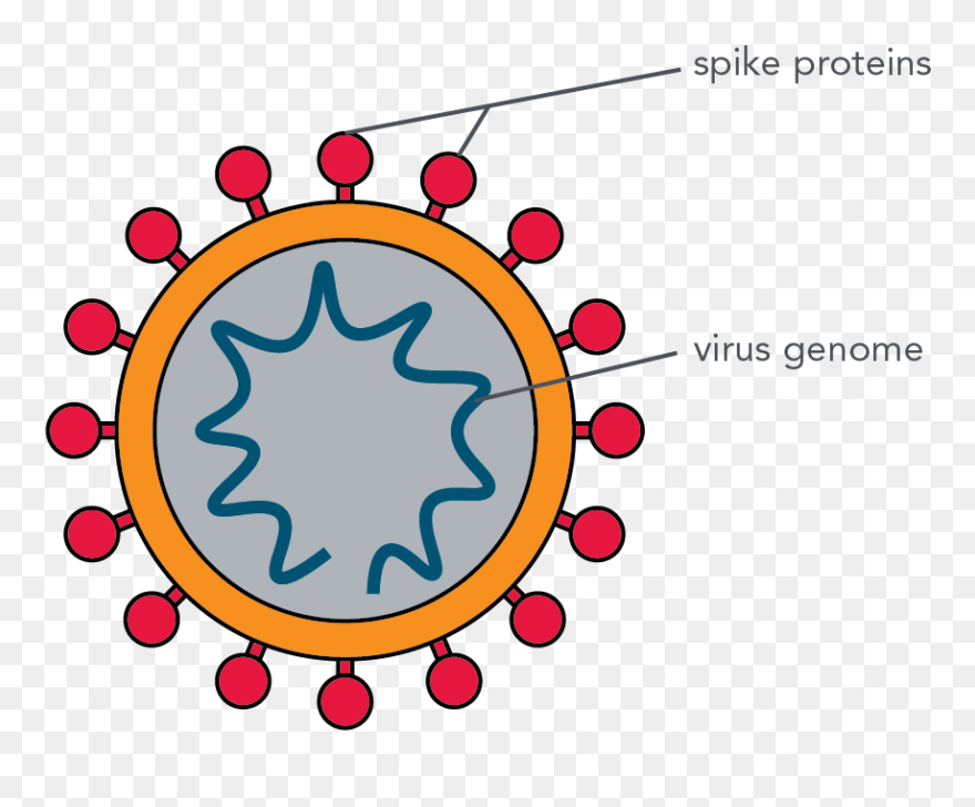 Coronavirus Image - Parts Of The Coronavirus Clipart