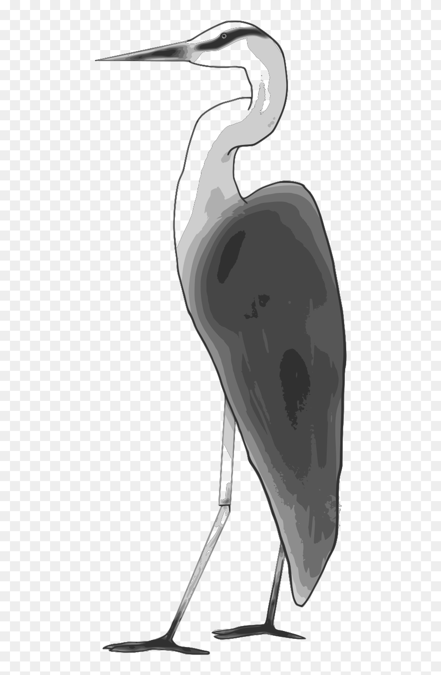 Ciconiiformes Clipart