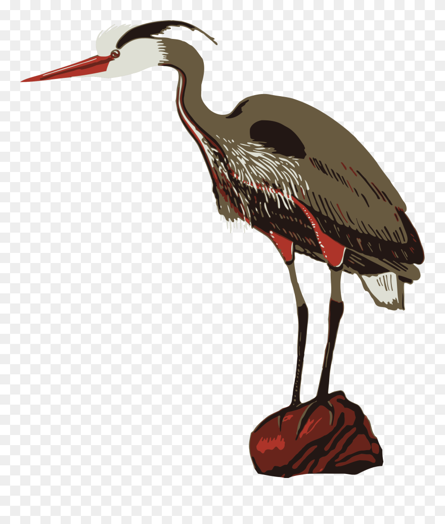 Bird 9 Clip Arts - Zoo Clip Art - Png Download