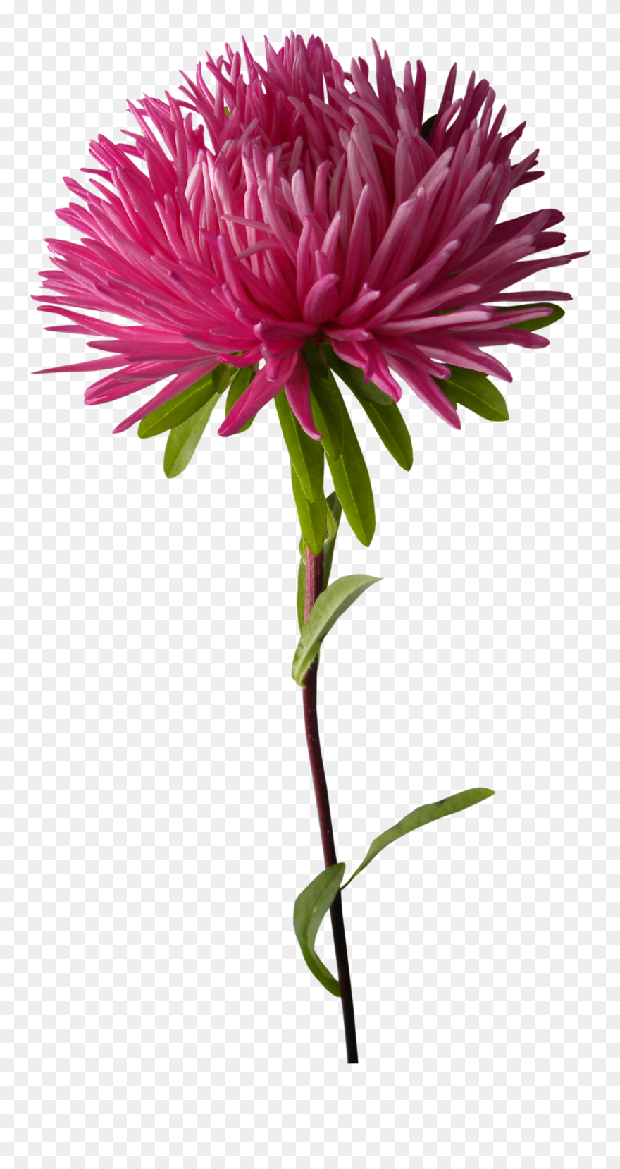 Ume Blossom Clipart Purple Chrysanthemum - Chrysanthemums Png Transparent Png