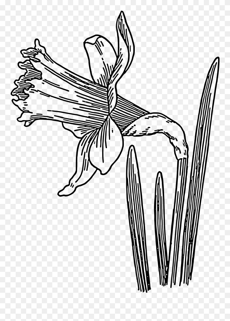 Daffodils Clipart Black And White - Png Download