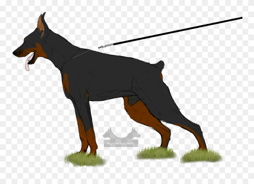 Collection Of Free Doberman Drawing Front Download - Drawing Clipart