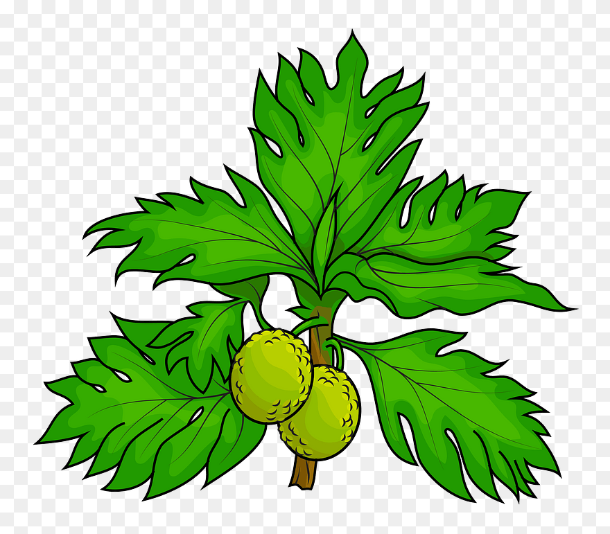 Two Breadfruits On The Tree Clipart - Png Download