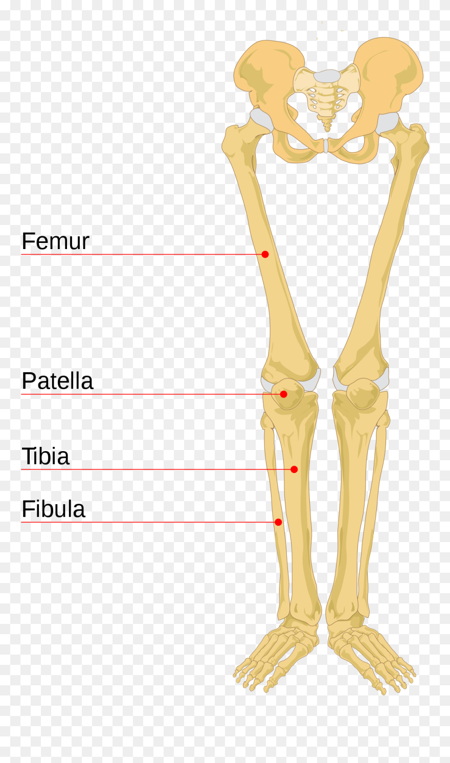 Leg Bone Leg Bones Labeled- - Human Leg Bones Clipart