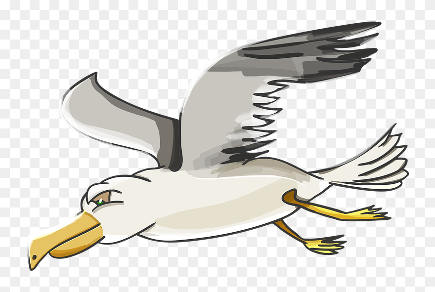 Albatross Clipart Seagull - Gull Cartoon Png Transparent Png