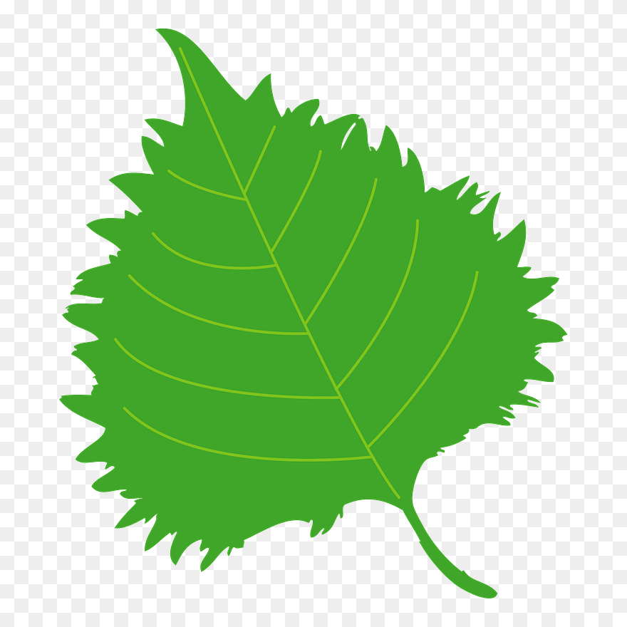 Shiso Herb Clipart - Star Photo Frame Png Transparent Png